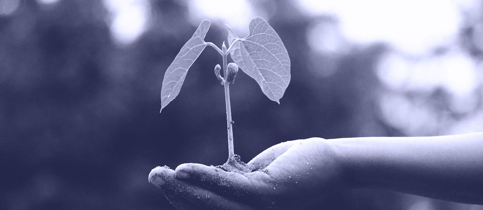 Kädestä kasvava kasvi temporahoitus